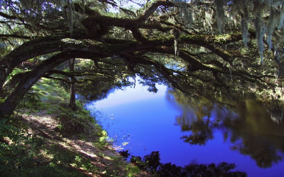 Hart Springs State Park Hides An Underwater Cave & It’s Diveable