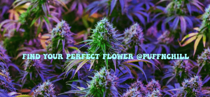 Why PuffnChill’s Cannabis Shopping Experience Stands Out in the Industry